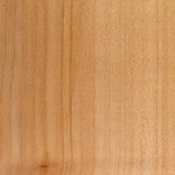 Erable sycomore massif